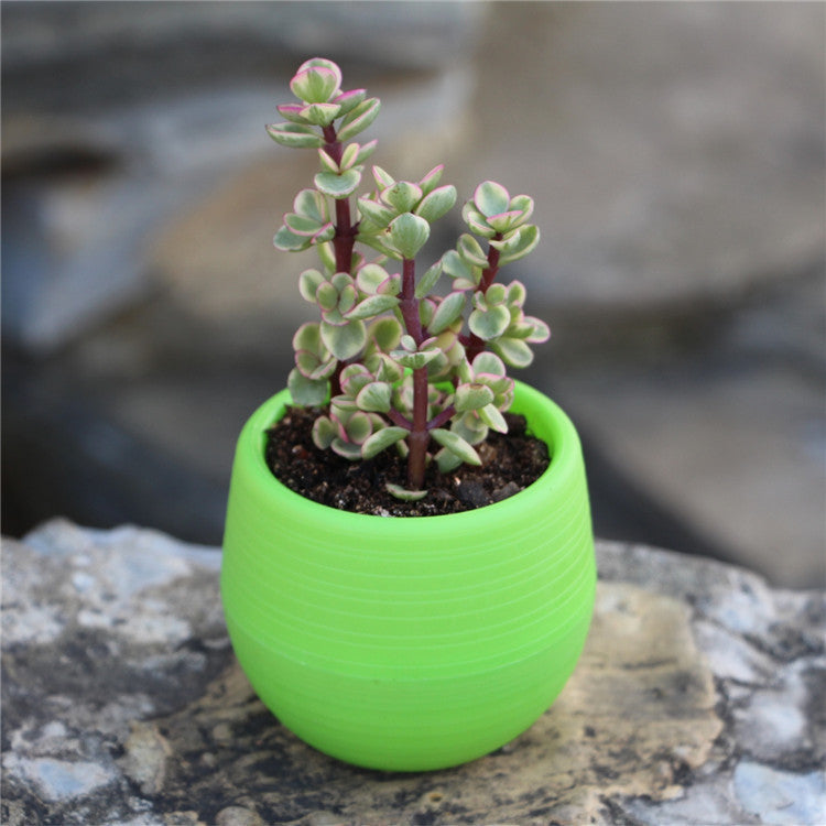 Succulents Flower Pots Mini Flower Pots Plastic Imitation Ceramic Stone Pill Flower Pots Color Full Resin Flower Pots