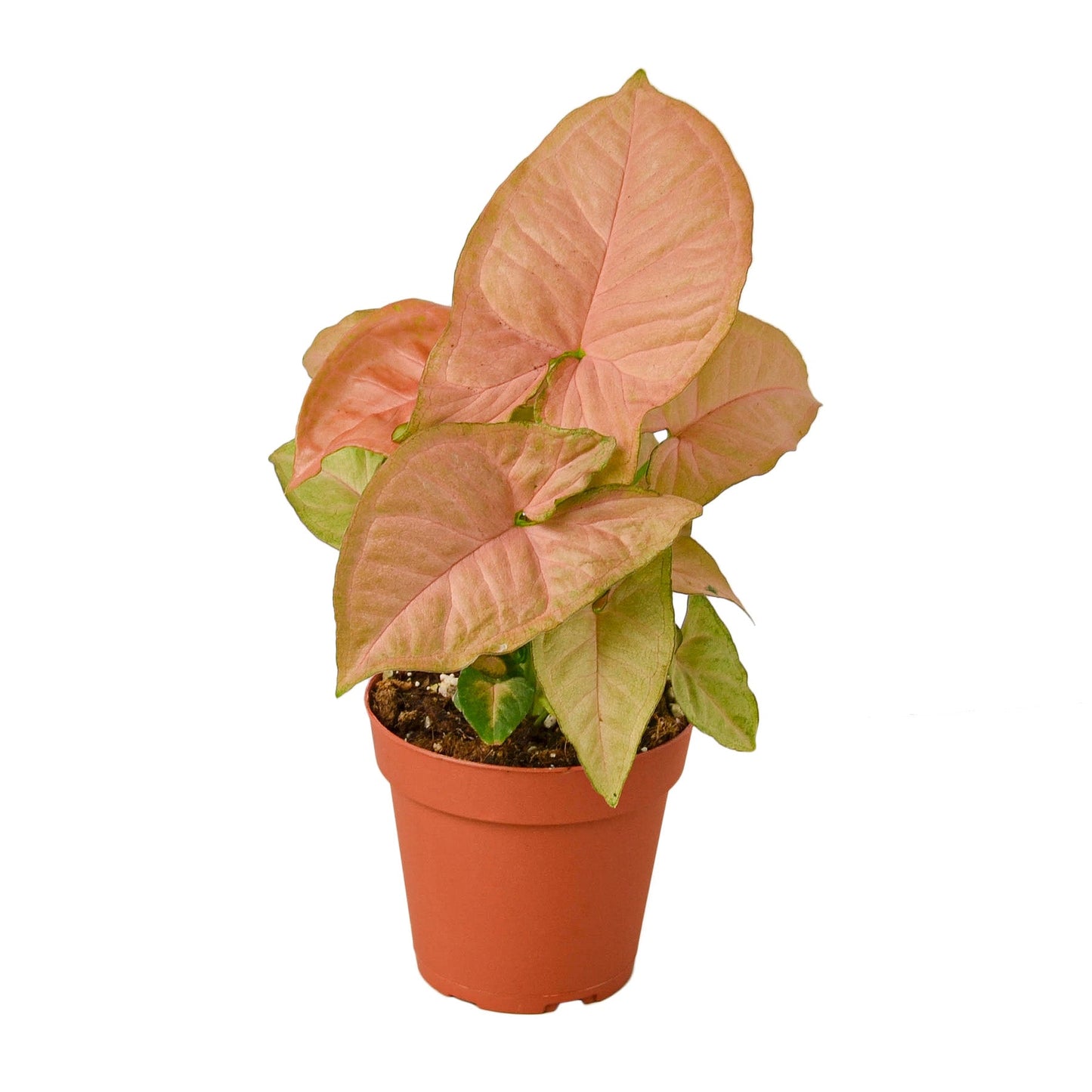 Syngonium Strawberry - 4" Pot