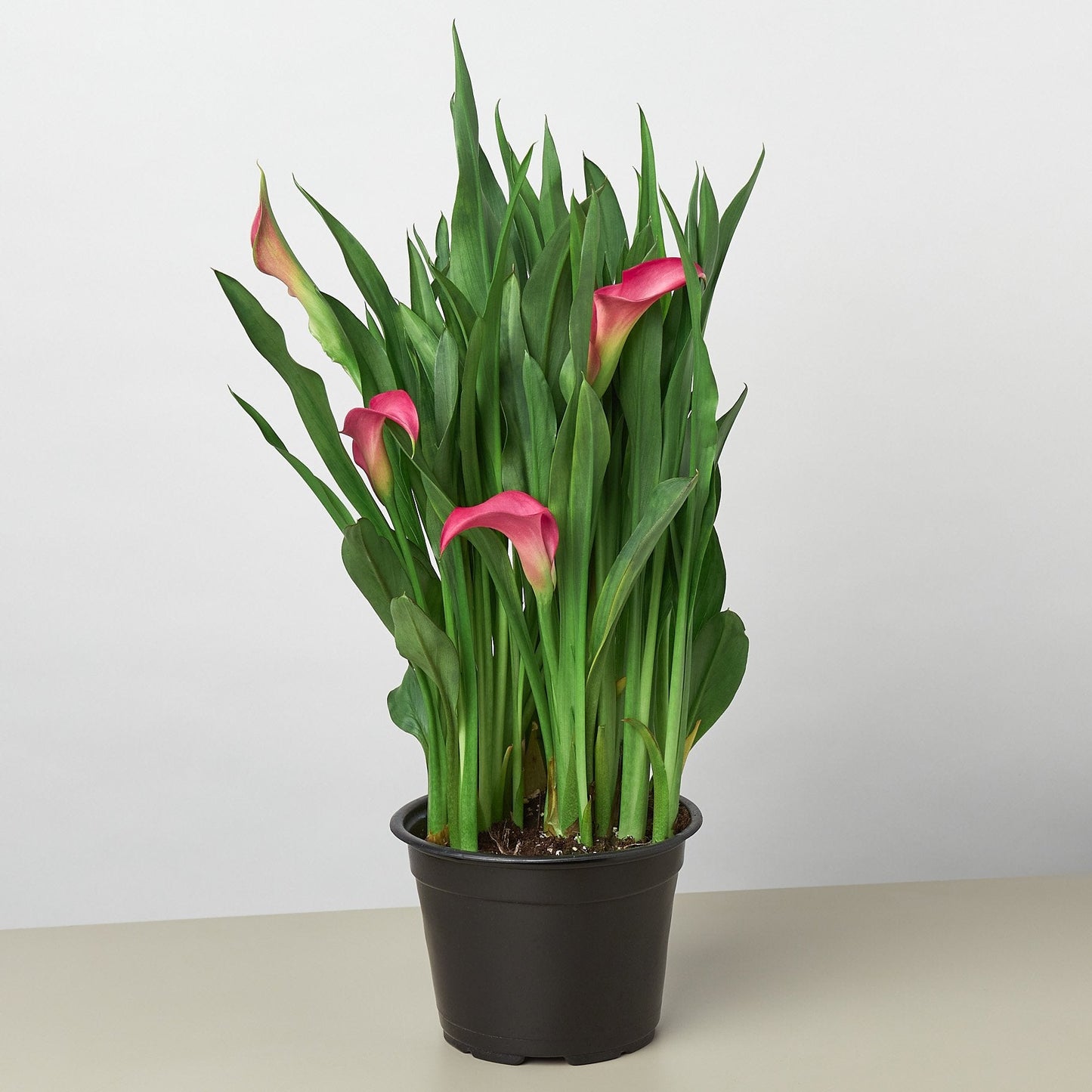 Pink Calla Lily - 6" Pot