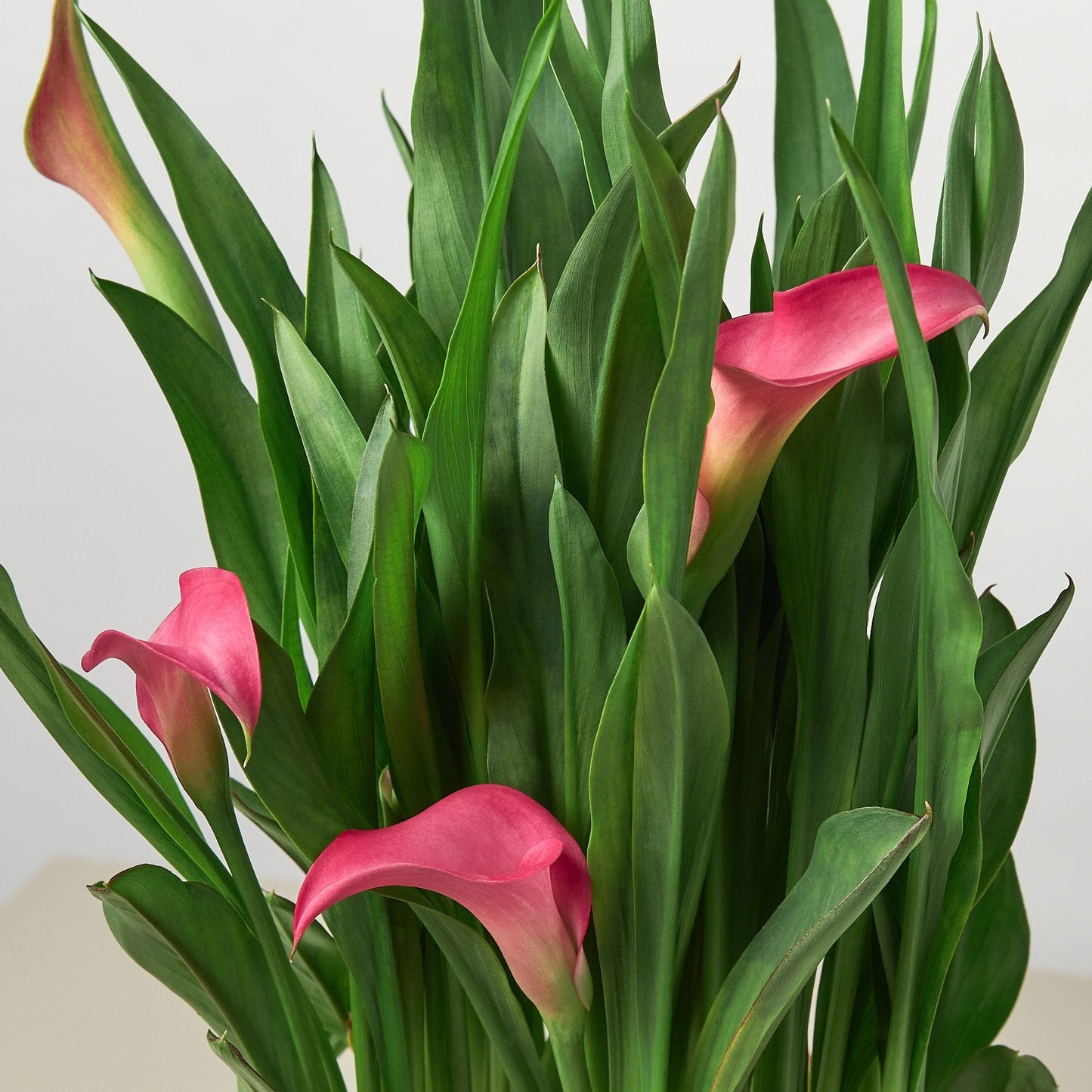 Pink Calla Lily - 6" Pot