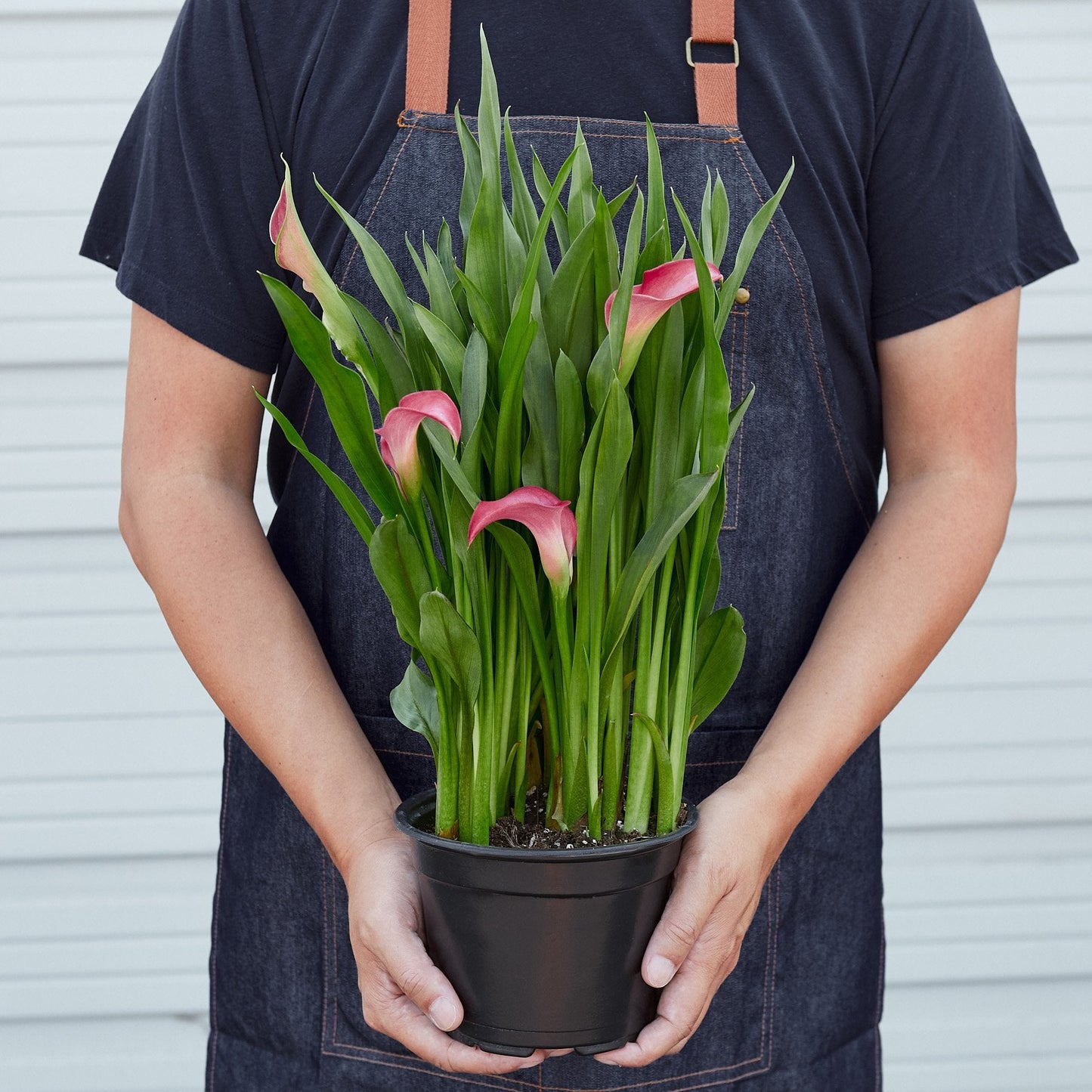Pink Calla Lily - 6" Pot