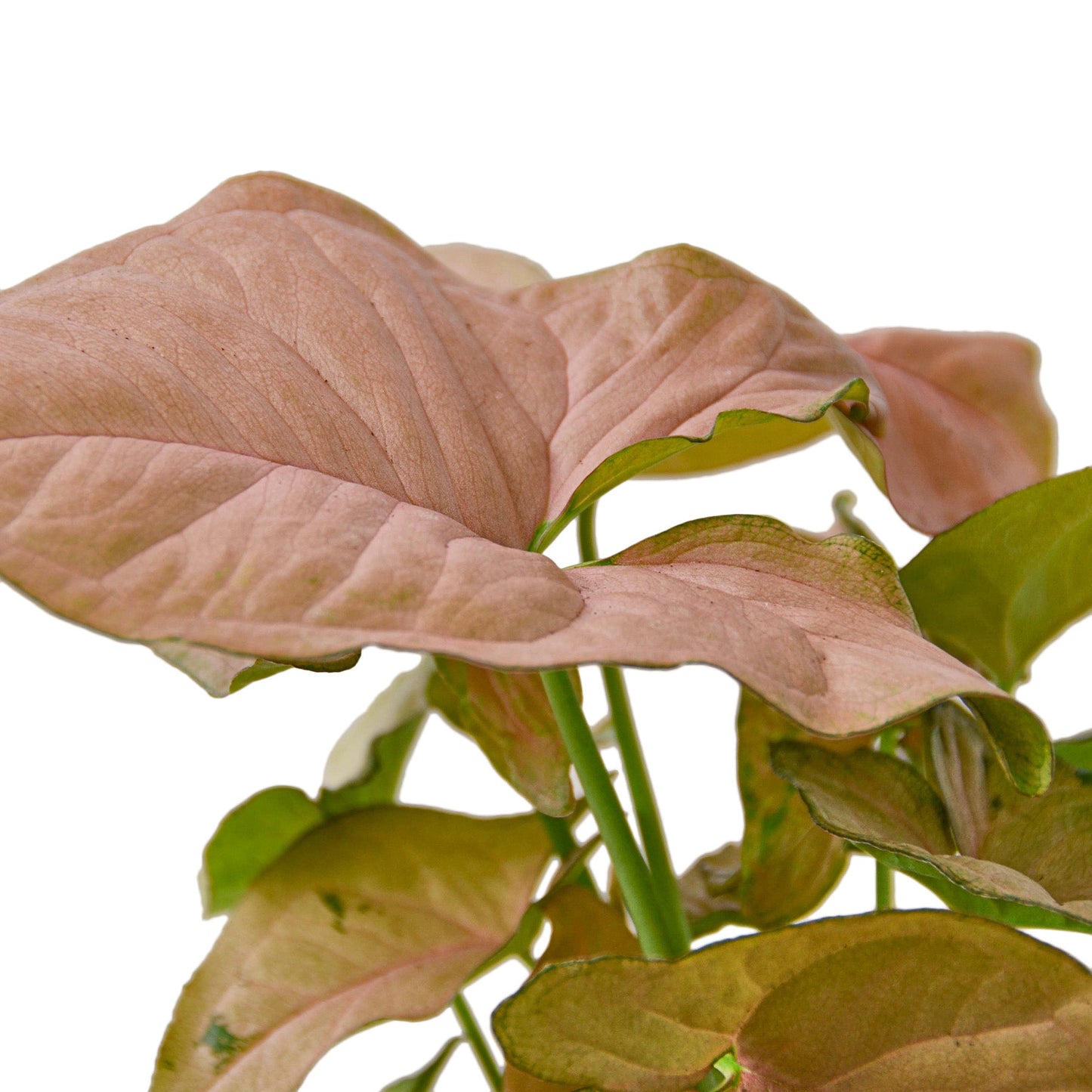 Syngonium Strawberry - 4" Pot