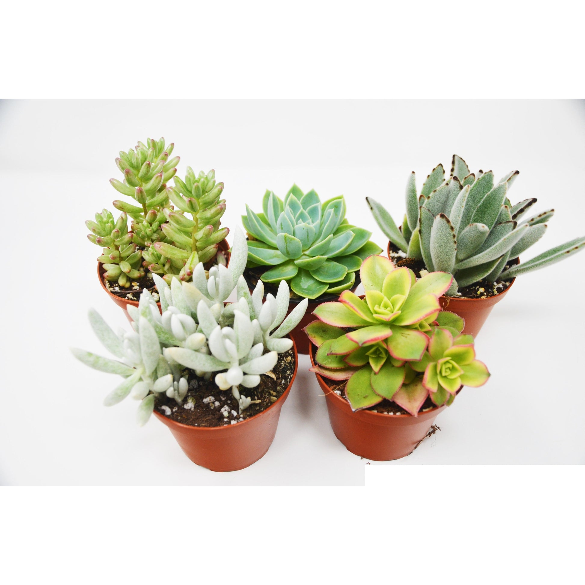 5 Succulent Variety Pack / 4" Pot / Live Home and Garden Plant - House Plant Shop