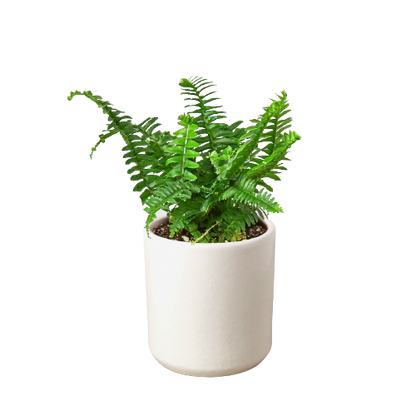 Jester's Crown Fern