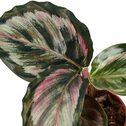 Calathea Roseopicta 'Medallion' II - 4" Pot