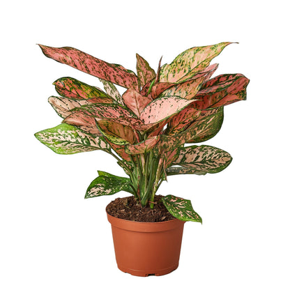 Chinese Evergreen 'Lady Valentine' - 4" Pot - NURSERY POT ONLY