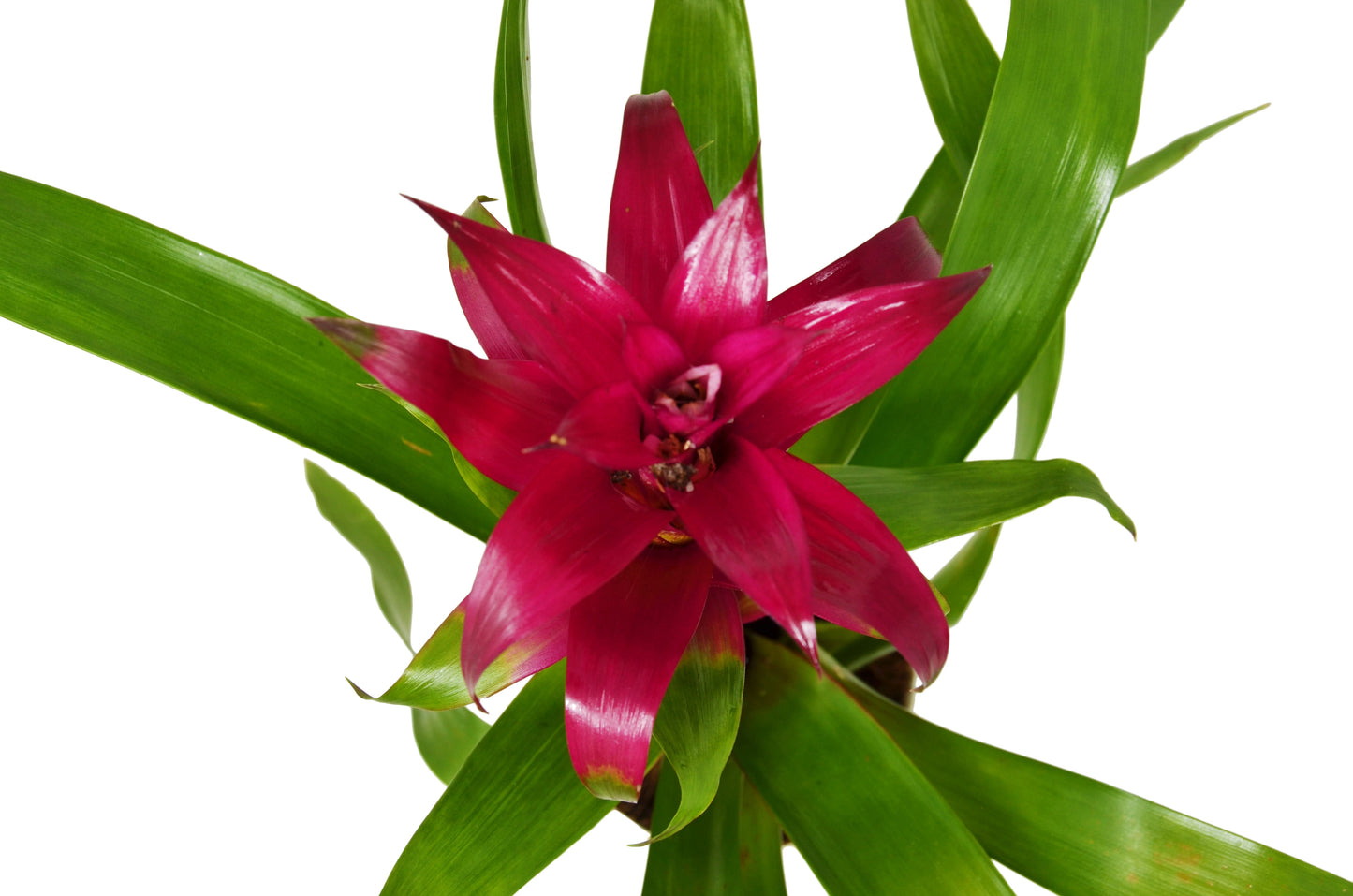 Bromeliad Guzmania 'Purple' - 4" Pot