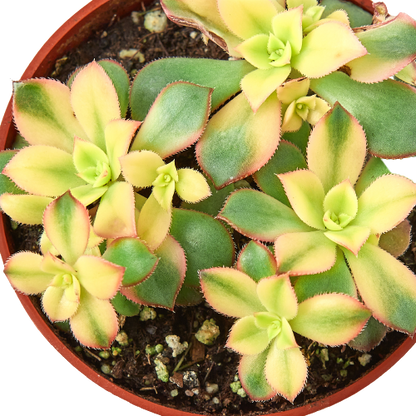 Succulent 'Kiwi' Variegated