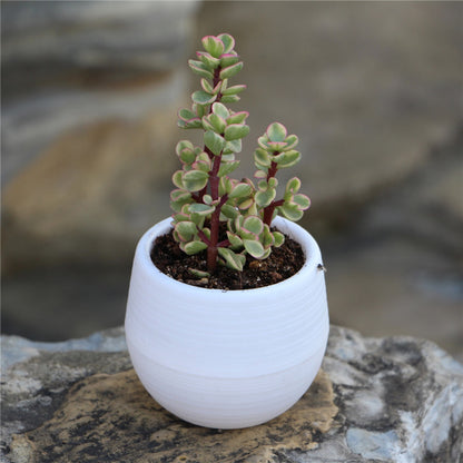 Succulents Flower Pots Mini Flower Pots Plastic Imitation Ceramic Stone Pill Flower Pots Color Full Resin Flower Pots