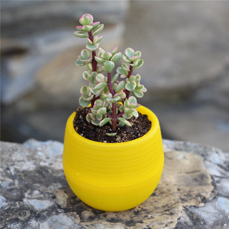 Succulents Flower Pots Mini Flower Pots Plastic Imitation Ceramic Stone Pill Flower Pots Color Full Resin Flower Pots