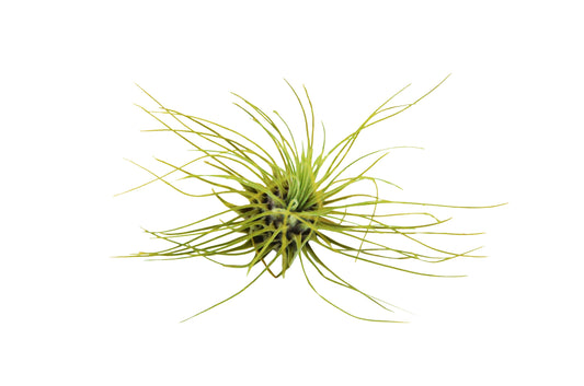 Tillandsia Air Plant Fuchsii - 3 Pack