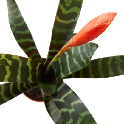 Bromeliad Vriesea 'Splenriet'