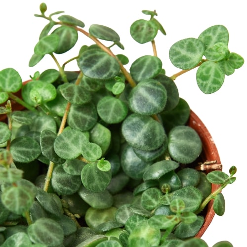 Peperomia Prostrata 'String of Turtles' - 2" Pot