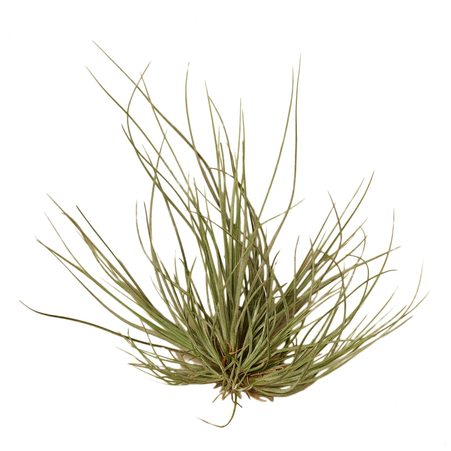 Tillandsia Air Plant Tenuifolia