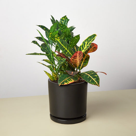 Pre-Potted Crotons Gift Arrangement