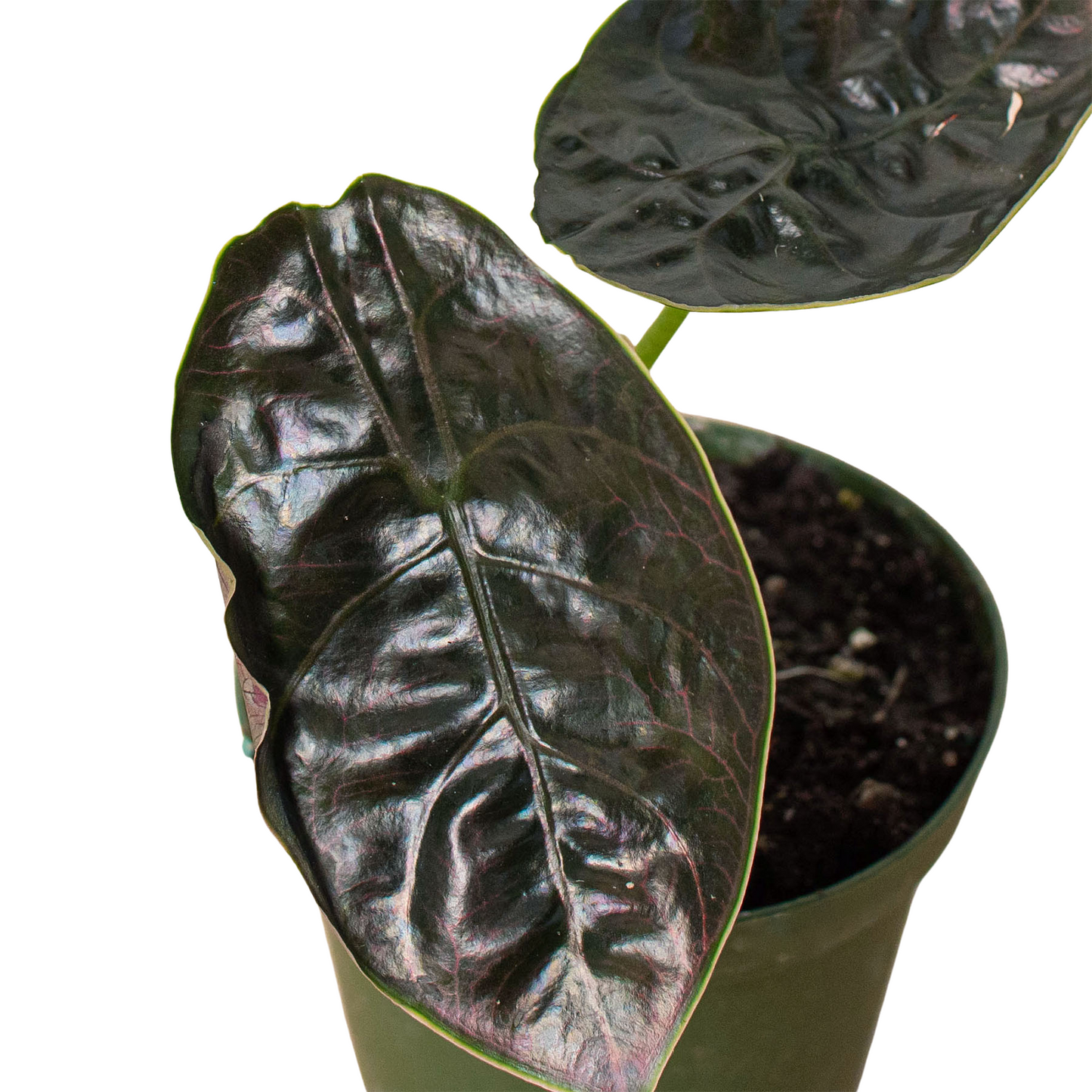 Alocasia 'Azlanii' - 4" Pot