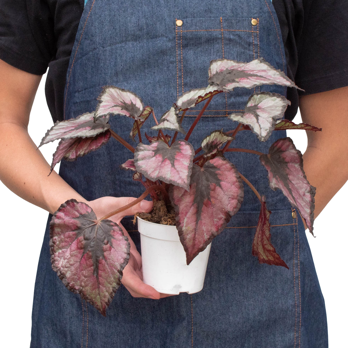 Begonia 'Rex' - 4 Pack Variety