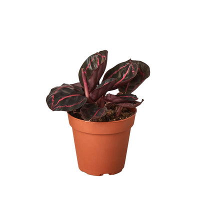 Calathea 'Dottie'