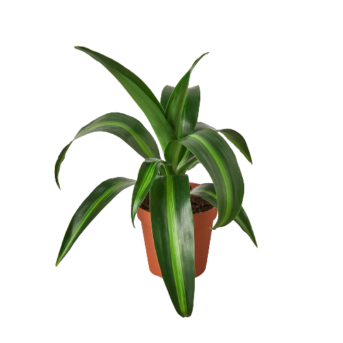 Dracaena 'Massangeana' - 4" Pot