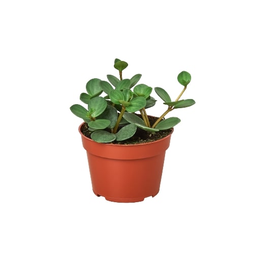 Peperomia 'Hope' - 4" Pot