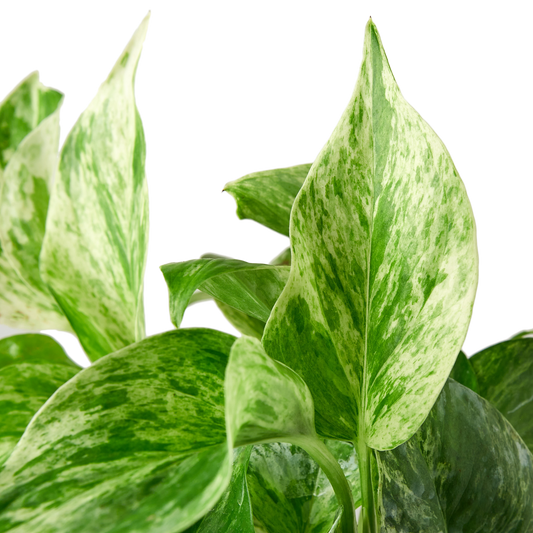 Pothos 'Marble Queen' Cuttings (5 Pack)