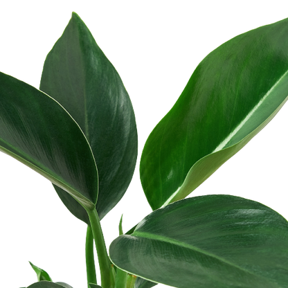 Philodendron 'Congo Green'