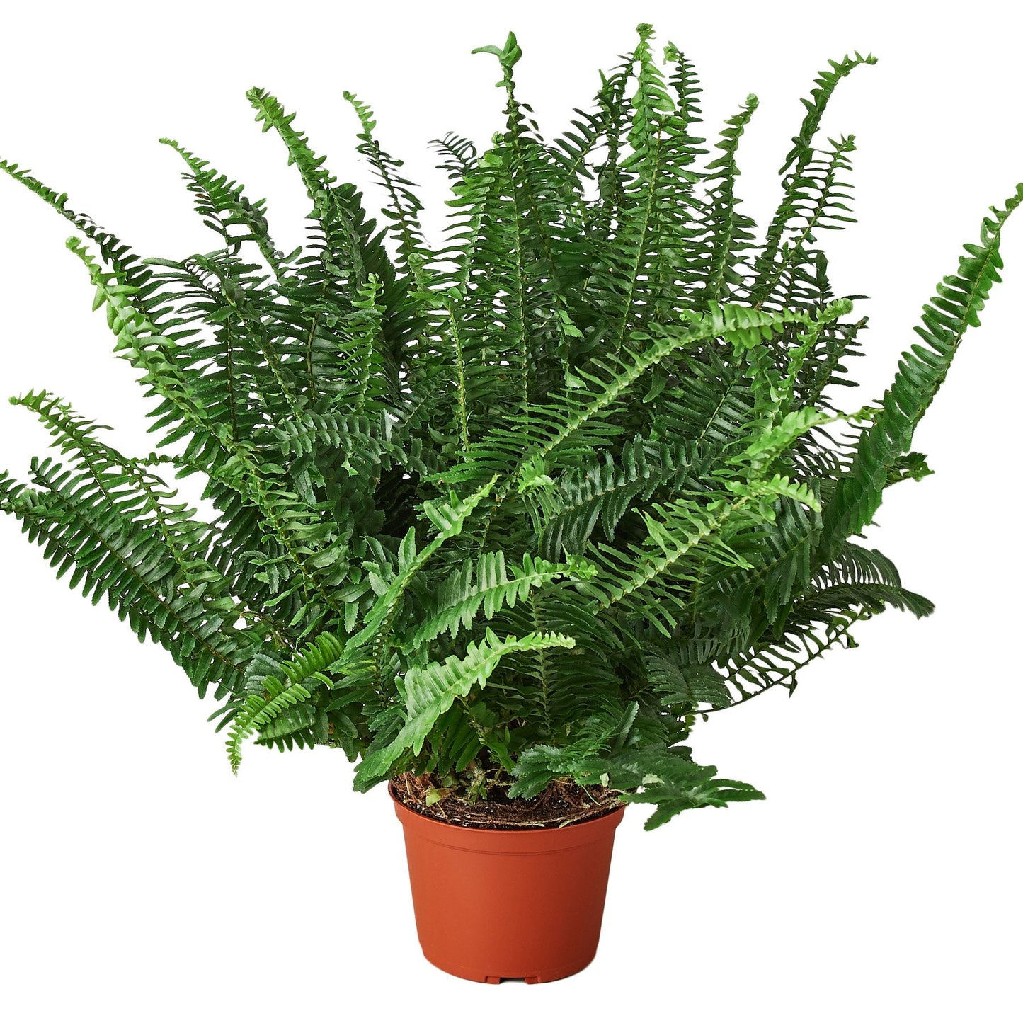 Jester's Crown Fern