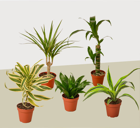 5 Different Dracaenas Variety Pack - Live House Plant