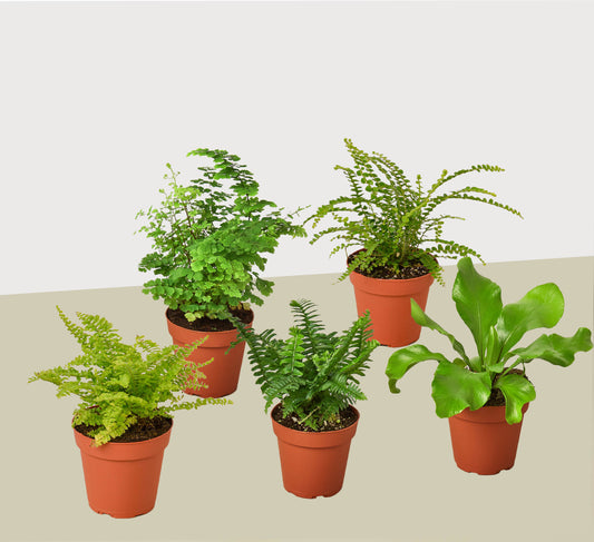 5 Fern Variety Pack - Live Plants - FREE Care Guide - 4" Pot