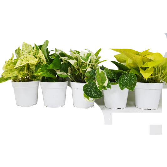 5 Different Pothos Plants in 4" Pots - Live House Plant - House Plant Shop