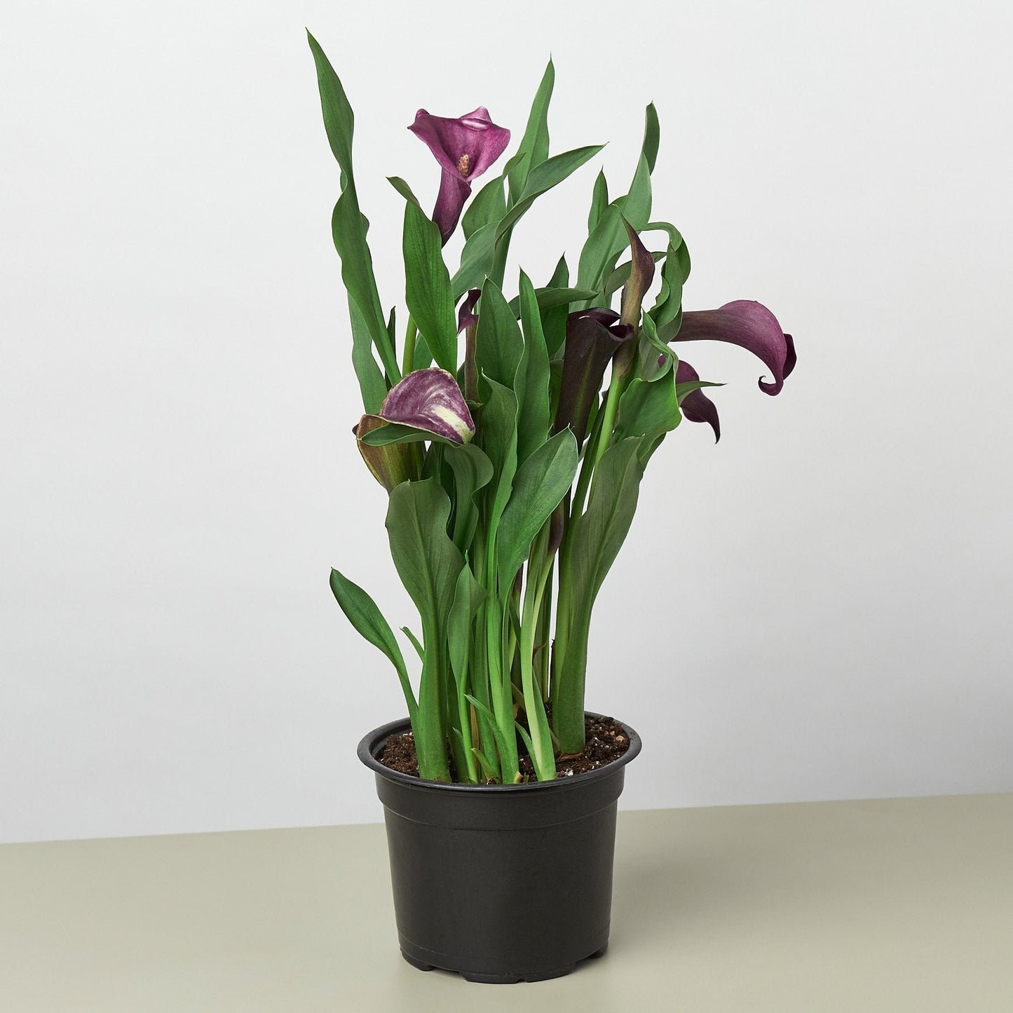 Purple Calla Lily - 6" Pot
