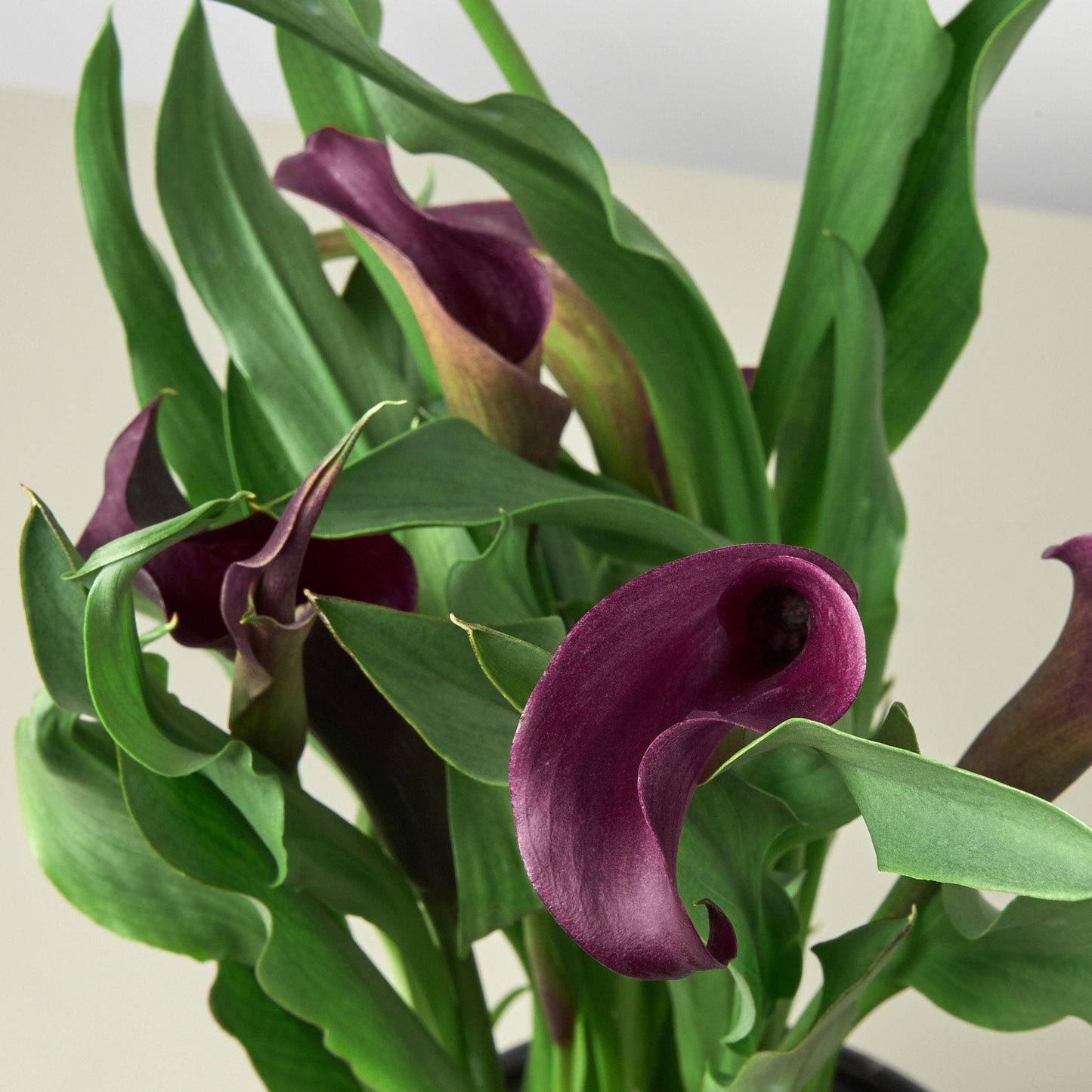 Purple Calla Lily - 6" Pot