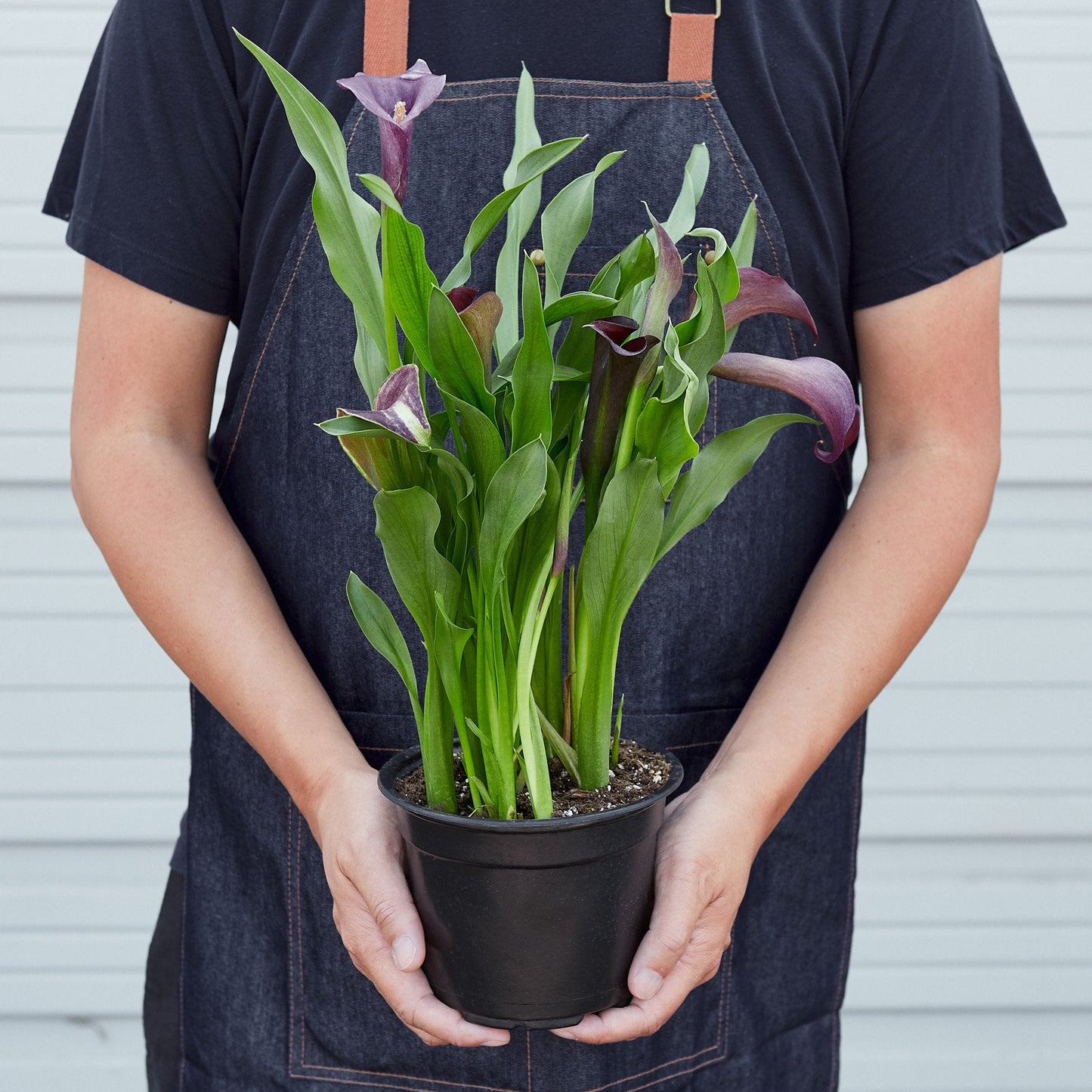 Purple Calla Lily - 6" Pot