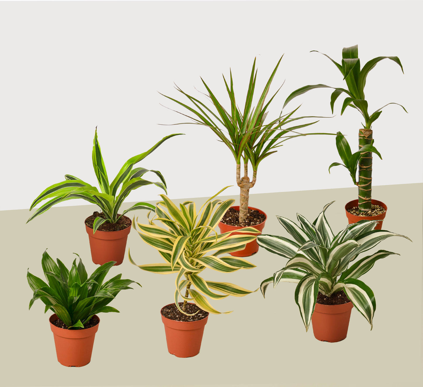 6 Dracaena Variety Pack - 4" Pots - Live House Plant - FREE Care Guide