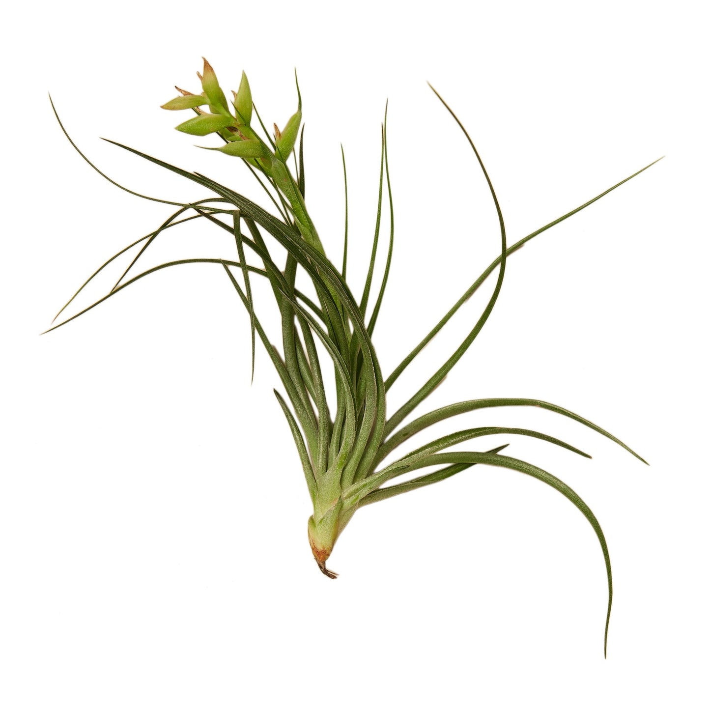 Tillandsia Air Plant Stricta - 5 Pack