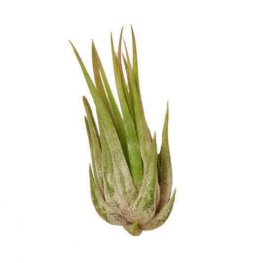 Tillandsia Air Plant Kolby