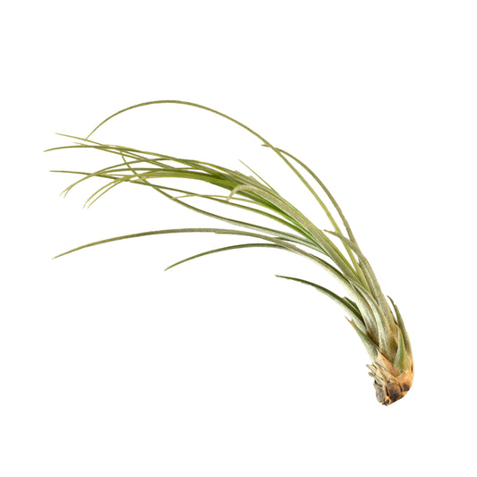 Tillandsia Air Plant Juncea - 5 Pack