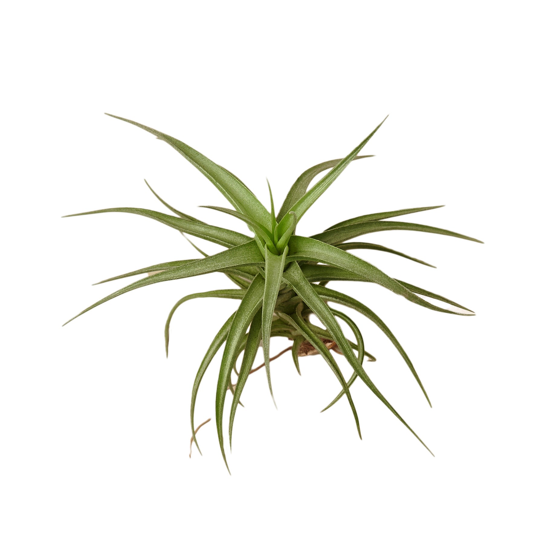 Tillandsia Air Plant Bergeri – Boujee Botanicals