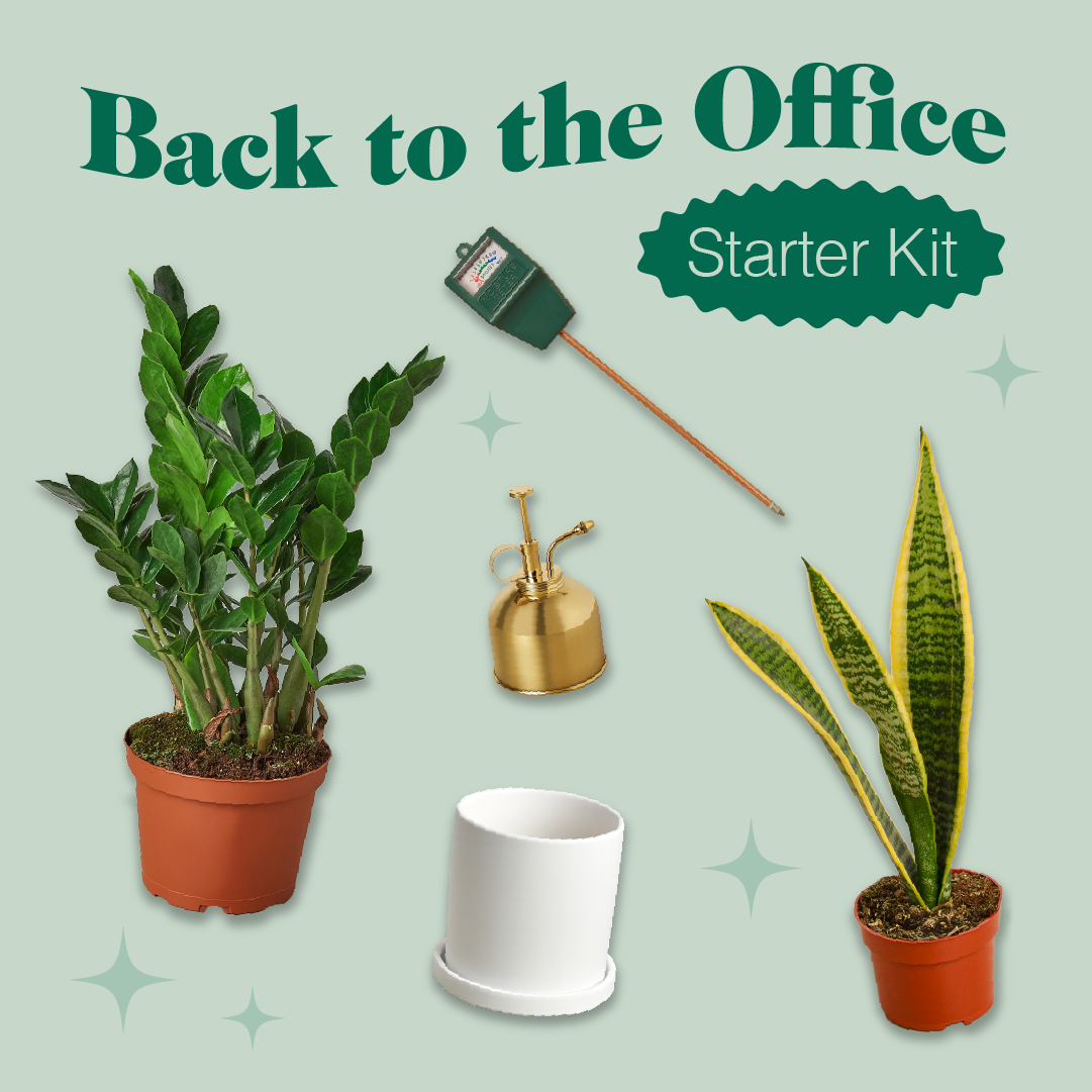 Back to the Office Starter Bundle