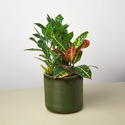 Pre-Potted Crotons Gift Arrangement