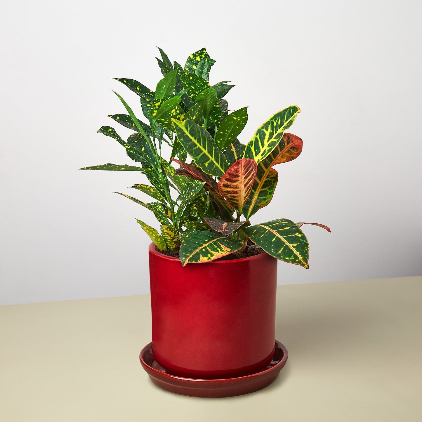 Pre-Potted Crotons Gift Arrangement