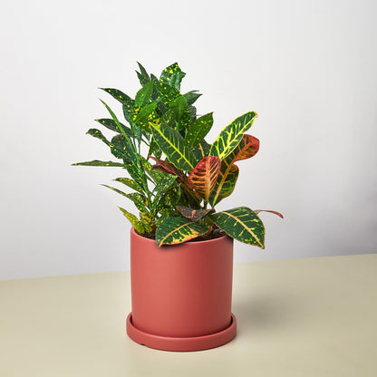 Pre-Potted Crotons Gift Arrangement