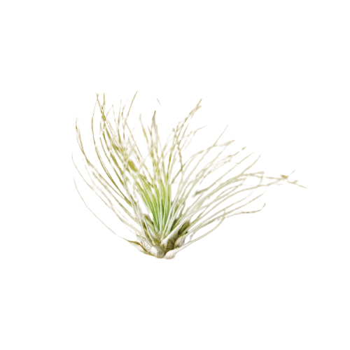 Tillandsia Air Plant Fuchsii