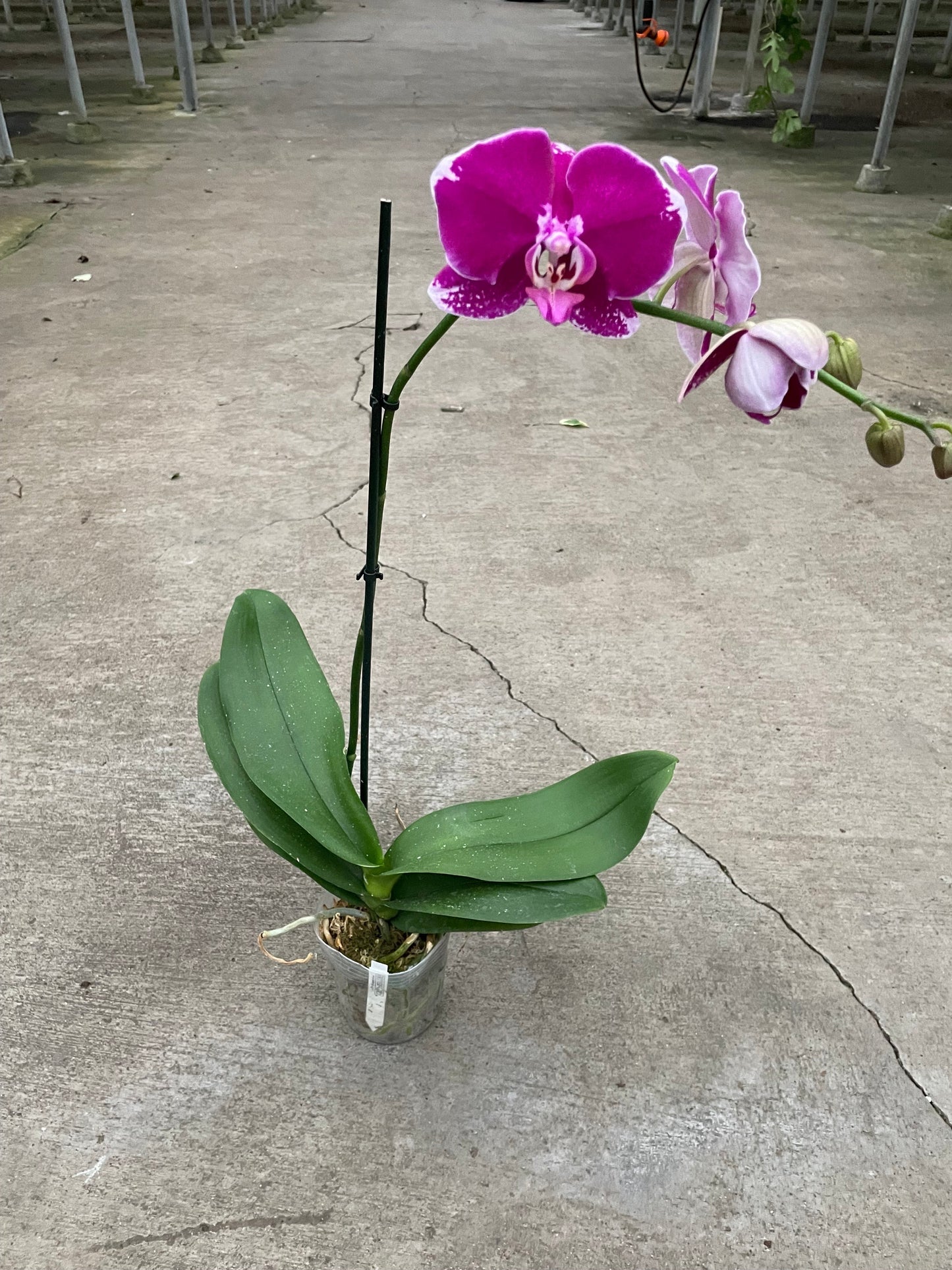 Orchid 'Purple Phalaenopsis'