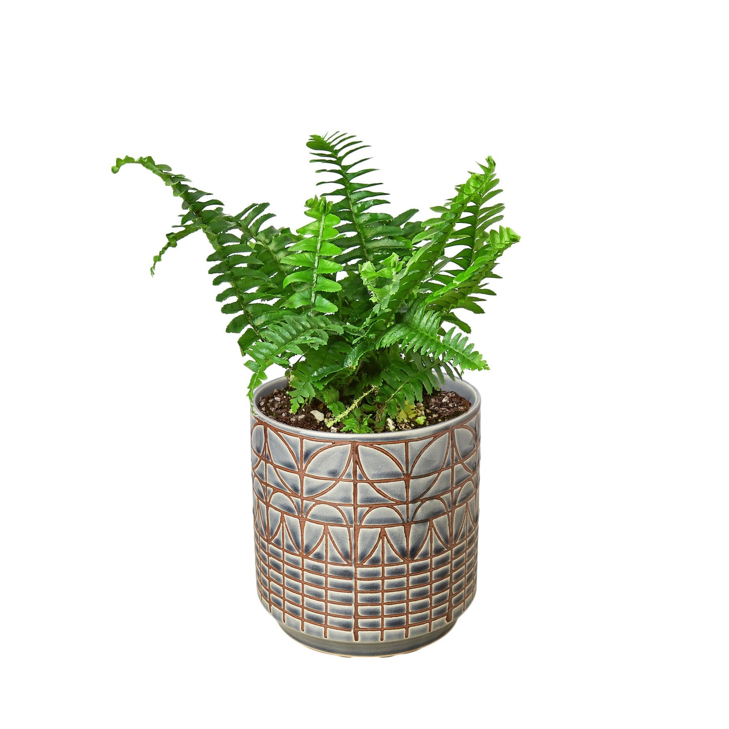 Jester's Crown Fern