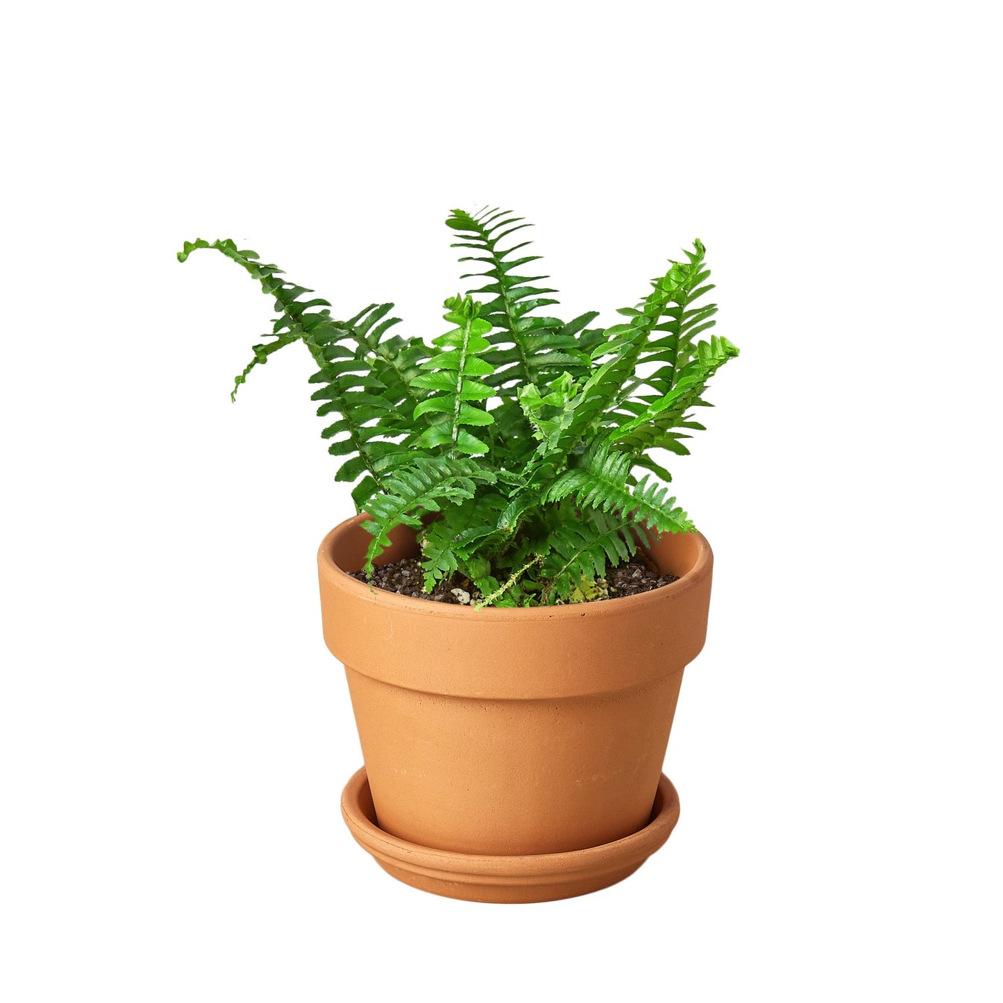 Jester's Crown Fern