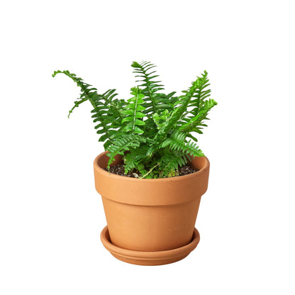 Jester's Crown Fern