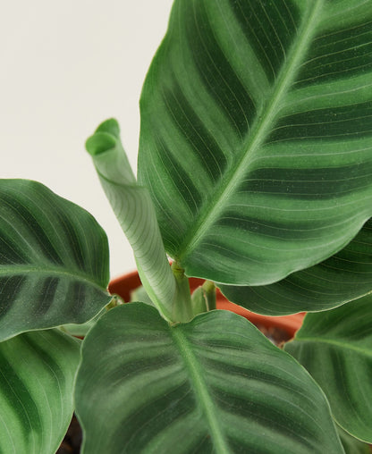 Calathea 'Zebrina' - 4" Pot