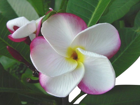 Pink Pansy Plumeria