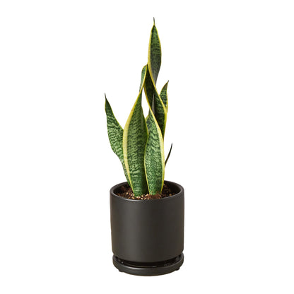 Snake Plant Laurentii